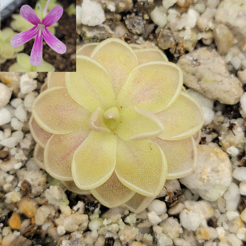 Pinguicula Sunshine