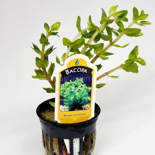 Potted Lemon Bacopa Caroliniana