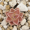 Pinguicula ehlersiae 'Victoria'
