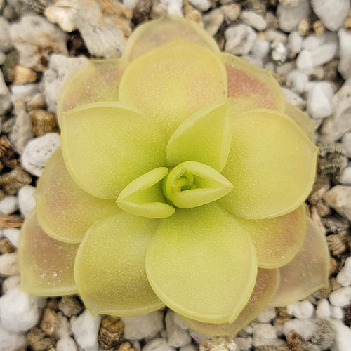 Pinguicula moranensis var. caudata x spec. Guatemala