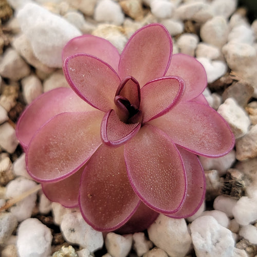 Pinguicula potosiensis