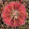 Drosera oblanceolata