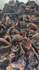 Dehydrated Turkey Gizzards for Cats & Dogs — 100% Single Ingredient | Raw Instincts Florida