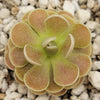 Pinguicula sp. El Mirador