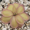 Pinguicula moranensis var. alba x emarginata