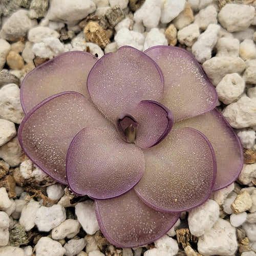 Pinguicula Leilani -Butterwort-