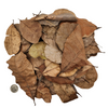 Peruvian Casho Leaf Litter