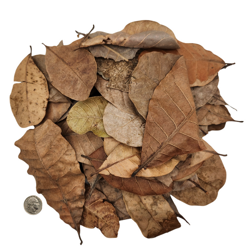 Peruvian Casho Leaf Litter