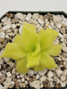 Pinguicula colimensis
