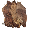 Colombian Cacao Leaf Litter