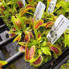 Venus flytrap (Dionaea muscipula) 'Trev's Dracula'