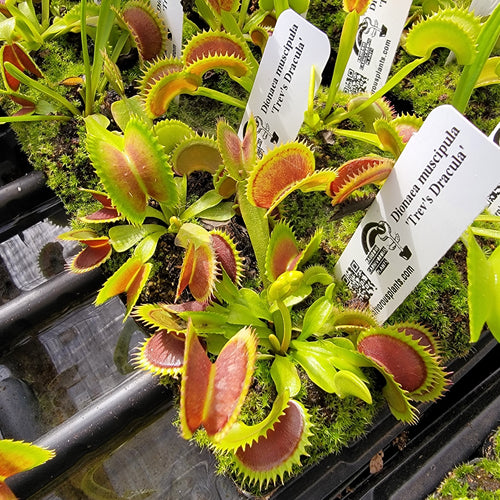Venus flytrap (Dionaea muscipula) 'Trev's Dracula'