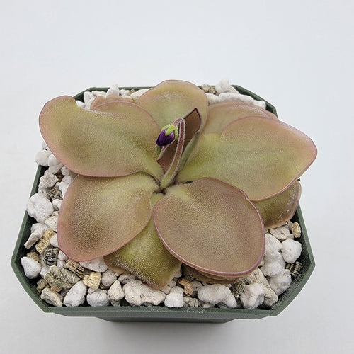 Pinguicula Lautner 92/52