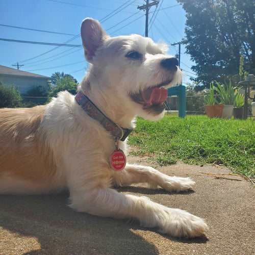 PetHub QR Pet ID Tag – Get Me Home Club