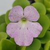 Pinguicula Pecosita