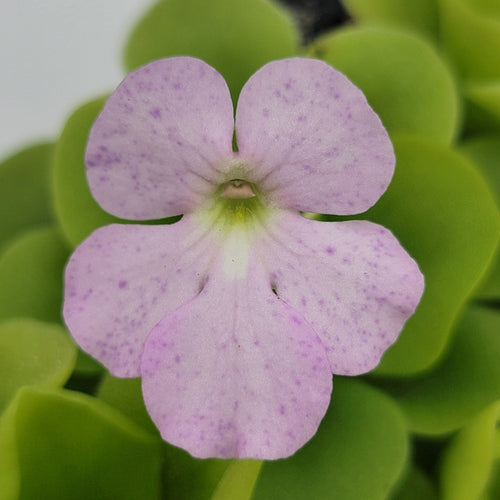 Pinguicula Pecosita