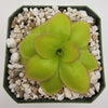 Pinguicula laueana Narrow Flower