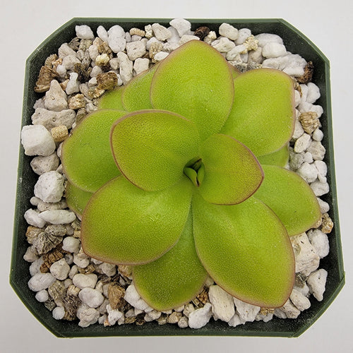 Pinguicula laueana Narrow Flower