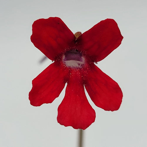Pinguicula laueana Narrow Flower