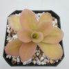 Pinguicula gigantea (Red Flush)