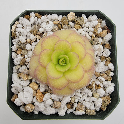 Pinguicula agnata 'El Lobo' x 'Huahuapan'