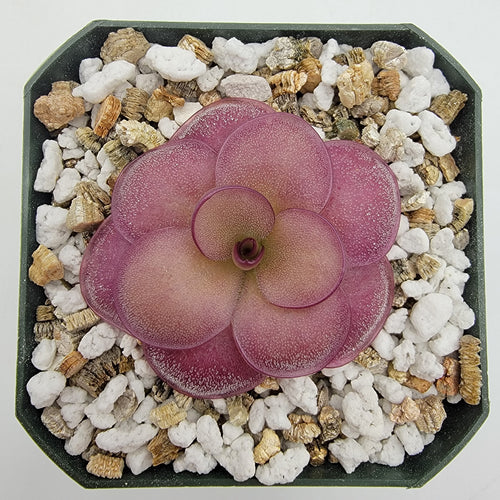 Pinguicula Peaches