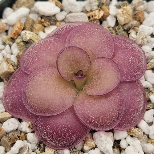Pinguicula Peaches