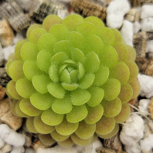 Pinguicula spec. Minas des Asbestos