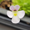 Pinguicula spec. Minas des Asbestos
