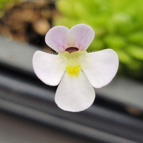 Pinguicula spec. Minas des Asbestos