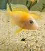 Strawberry Peacock