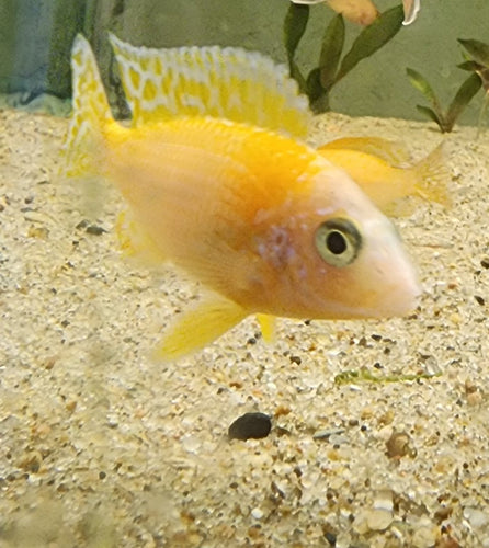 Strawberry Peacock