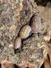 Armadillidium Granulatum T+ Albino