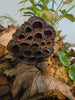 Botanical Seed Pod Variety Pack - 33 Pieces