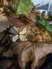 Botanical Seed Pod Variety Pack - 33 Pieces