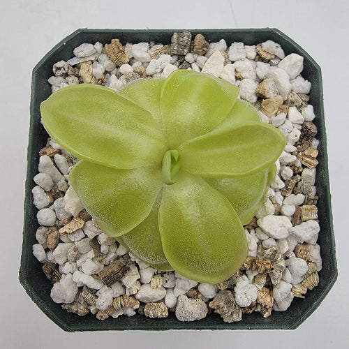 Pinguicula moranensis var. neovolcanica {El Velo de Novia, Valle de Bravo, Mex}