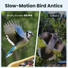 Birdfy Feeder Rookie - Beginner-Friendly Smart Bird Feeder Green
