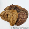 Catappa Indian Almond Leaves - 25 mixed-sized leaves