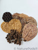 Aquarium Botanical Tannin Pack - Catappa Leaves, Casuarina Cones, Lotus Seed Pod