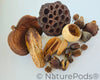 Assorted Botanical Seed Pod Pack