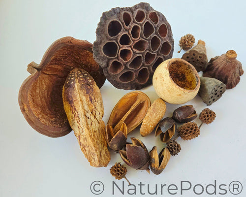 Assorted Botanical Seed Pod Pack