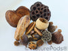 Assorted Botanical Seed Pod Pack