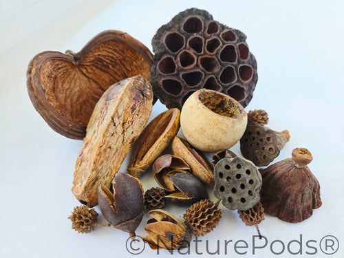 Assorted Botanical Seed Pod Pack