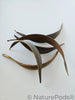 Coconut Palm Frond Paddles (3 pack)