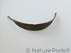 Coconut Palm Frond Paddles (3 pack)