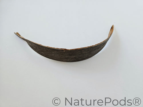 Coconut Palm Frond Paddles (3 pack)