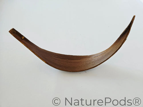 Coconut Palm Frond Paddles (3 pack)