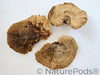 Sponge Mushroom Caps