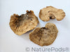 Sponge Mushroom Caps