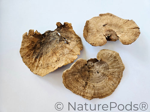 Sponge Mushroom Caps